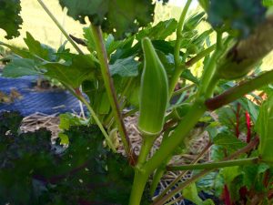 Okra Plant