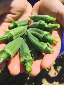 okra harvest